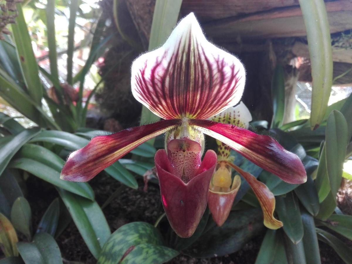 Mi Jardin Encantado Villa Kültér fotó