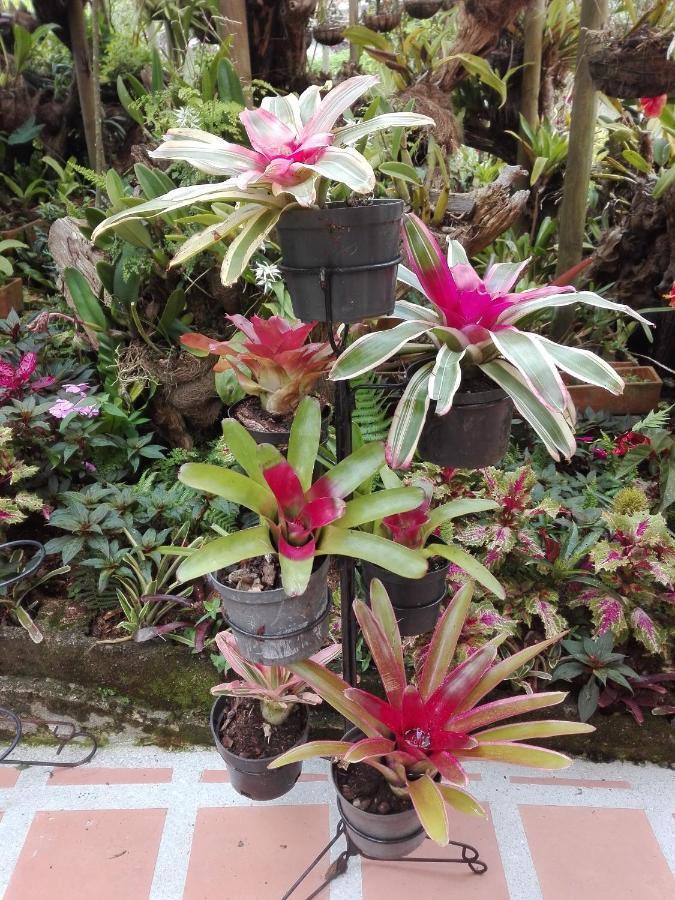 Mi Jardin Encantado Villa Kültér fotó