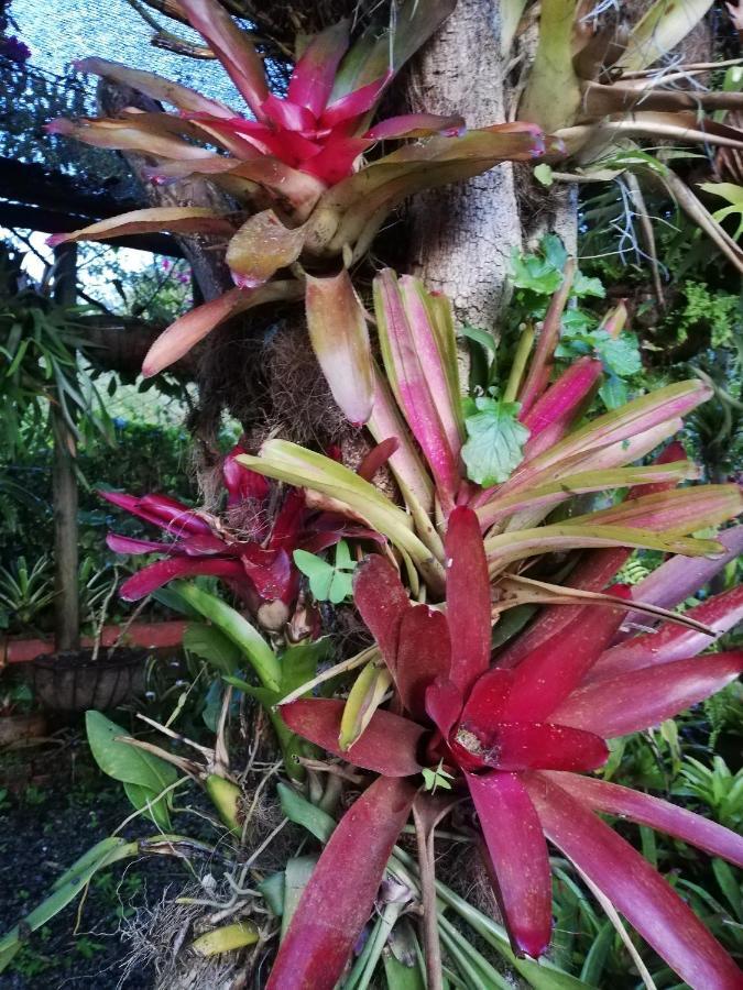 Mi Jardin Encantado Villa Kültér fotó