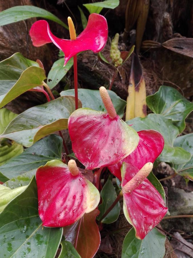Mi Jardin Encantado Villa Kültér fotó